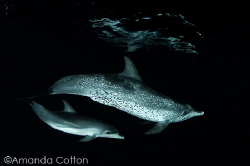 ©Amanda Cotton

Freediving at night in the Bahamas with... by Amanda Cotton 